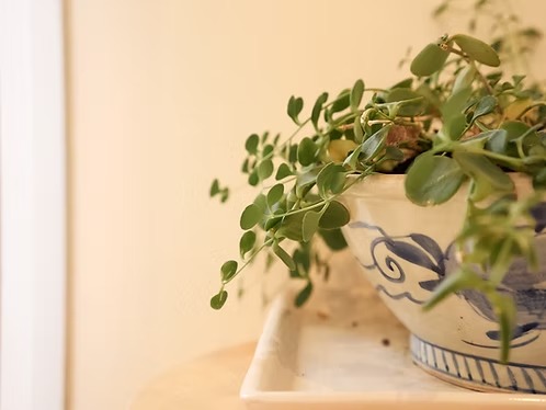 ヨガ・アロマ・リフレクソロジー&フットケア資格のスクール